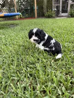 Moo Moo - Cavapoo, a male Cavapoo and Poodle - Toy  for sale in Boynton Beach, FL – 8 of 9