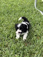 Moo Moo - Cavapoo, a male Cavapoo and Poodle - Toy  for sale in Boynton Beach, FL – 2 of 9