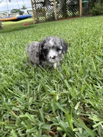 Merle - Cavapoo, a male Cavapoo and Poodle - Toy  for sale in Boynton Beach, FL – 2 of 3