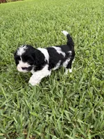 Moo Moo - Cavapoo, a male Cavapoo and Poodle - Toy  for sale in Boynton Beach, FL – 4 of 9