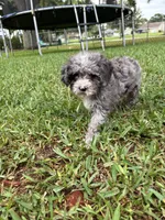 Petite Merle - Cavapoo, a male Cavapoo for sale in Boynton Beach, FL – 7 of 10