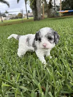 Velvie - Parti Merle , a female Cavapoo for sale in Boynton Beach, FL – 7 of 7