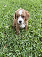 Ruby - Cavapoo, a female Cavapoo and Poodle - Toy  for sale in Boynton Beach, FL – 2 of 8