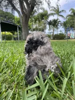 Blue Merle Cavapoo Petite , a male Cavapoo for sale in Boynton Beach, FL – 5 of 10