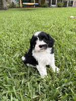 Moo Moo - Cavapoo, a male Cavapoo and Poodle - Toy  for sale in Boynton Beach, FL – 7 of 9