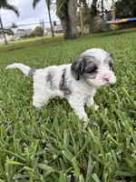 Velvie - Parti Merle , a female Cavapoo for sale in Boynton Beach, FL – 6 of 7