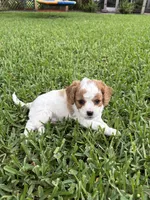 Peaches - Parti Cavapoo, a female Cavapoo and Poodle - Toy  for sale in Boynton Beach, FL – 3 of 6