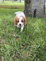 Peaches - Parti Cavapoo, a female Cavapoo for sale in Boynton Beach, FL – 2 of 9
