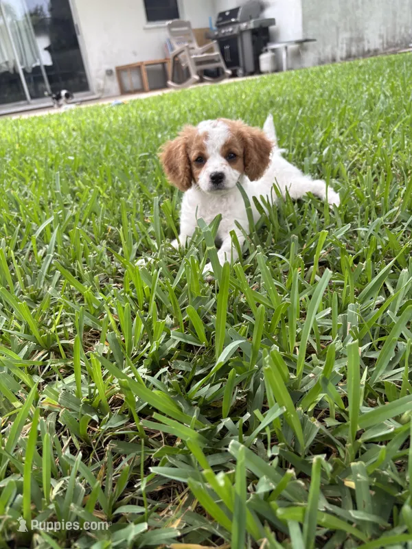 Peaches - Parti Cavapoo – Cavapoo, Poodle - Toy  puppy for sale in Boynton Beach, FL
