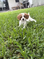 Peaches - Parti Cavapoo, a female Cavapoo for sale in Boynton Beach, FL – 1 of 9