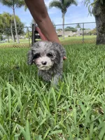 Blue Merle Cavapoo Petite , a male Cavapoo for sale in Boynton Beach, FL – 6 of 10
