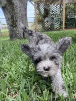 Blue Merle Cavapoo Petite , a male Cavapoo for sale in Boynton Beach, FL – 1 of 10