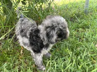 Petite Merle - Cavapoo, a male Cavapoo for sale in Boynton Beach, FL – 5 of 10