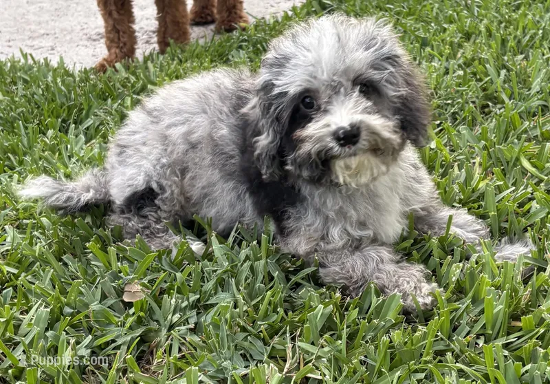 Merle Cavapoo  – Cavapoo puppy for sale in Boynton Beach, FL