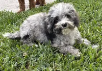 Merle Cavapoo , a male Cavapoo for sale in Boynton Beach, FL – 1 of 4