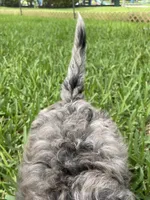 Blue Merle Cavapoo Petite , a male Cavapoo for sale in Boynton Beach, FL – 7 of 10