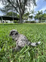 Blue Merle Cavapoo Petite , a male Cavapoo for sale in Boynton Beach, FL – 10 of 10