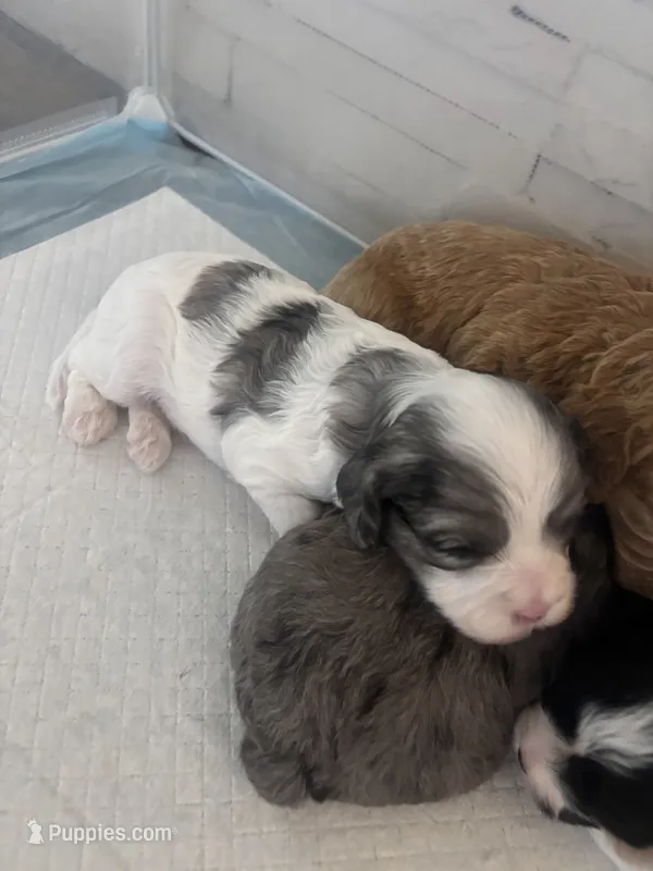 Velvie - Parti Merle , a female Cavapoo and Poodle - Miniature  for sale in Boynton Beach, FL – 1 of 8