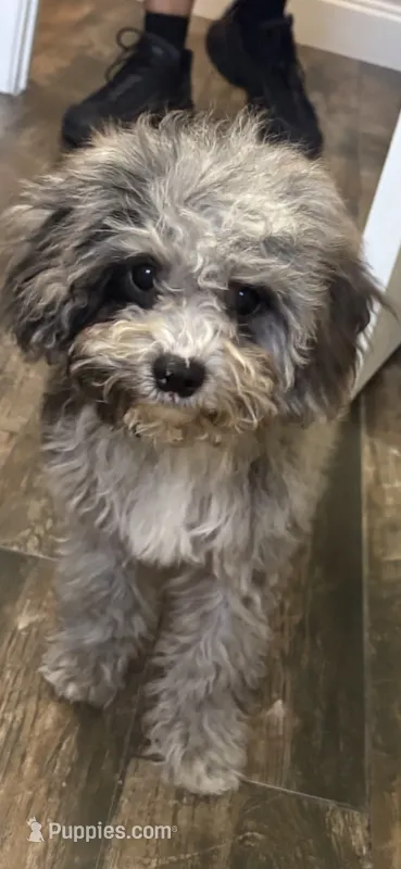 Merle Cavapoo  – Cavapoo puppy for sale in Boynton Beach, FL