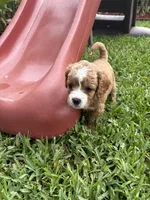 Ruby - Cavapoo, a female Cavapoo and Poodle - Toy  for sale in Boynton Beach, FL – 5 of 8