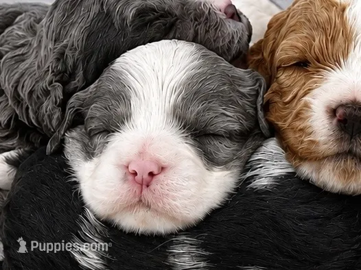 Velvie - Parti Merle  – Cavapoo, Poodle - Miniature  puppy for sale in Boynton Beach, FL