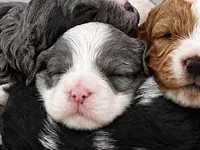 Velvie - Parti Merle , a female Cavapoo and Poodle - Miniature  for sale in Boynton Beach, FL – 2 of 8