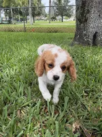 Peaches - Parti Cavapoo, a female Cavapoo for sale in Boynton Beach, FL – 3 of 9
