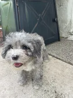 Blue Merle Cavapoo Petite , a male Cavapoo for sale in Boynton Beach, FL – 4 of 10