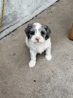 Velvie - Parti Merle , a female Cavapoo for sale in Boynton Beach, FL – 4 of 7