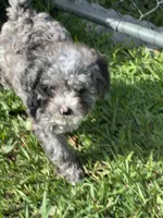 Petite Merle - Cavapoo, a male Cavapoo for sale in Boynton Beach, FL – 3 of 10