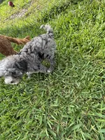 Petite Merle - Cavapoo, a male Cavapoo for sale in Boynton Beach, FL – 9 of 10