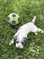 Velvie - Parti Merle , a female Cavapoo for sale in Boynton Beach, FL – 2 of 7
