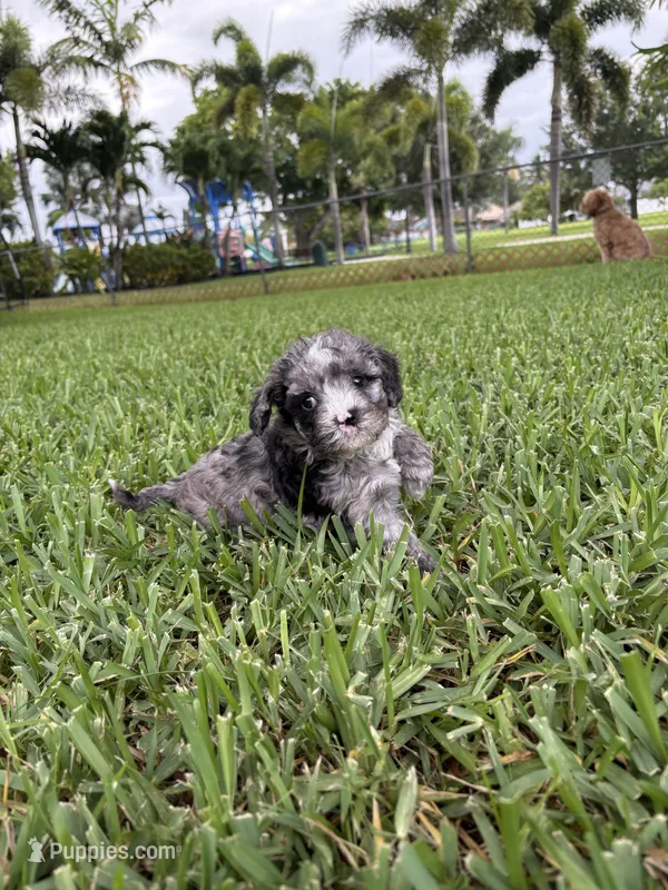 Merle - Cavapoo – Cavapoo, Poodle - Toy  puppy for sale in Boynton Beach, FL