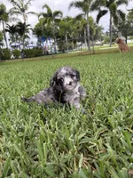 Merle - Cavapoo, a male Cavapoo and Poodle - Toy  for sale in Boynton Beach, FL – 1 of 3