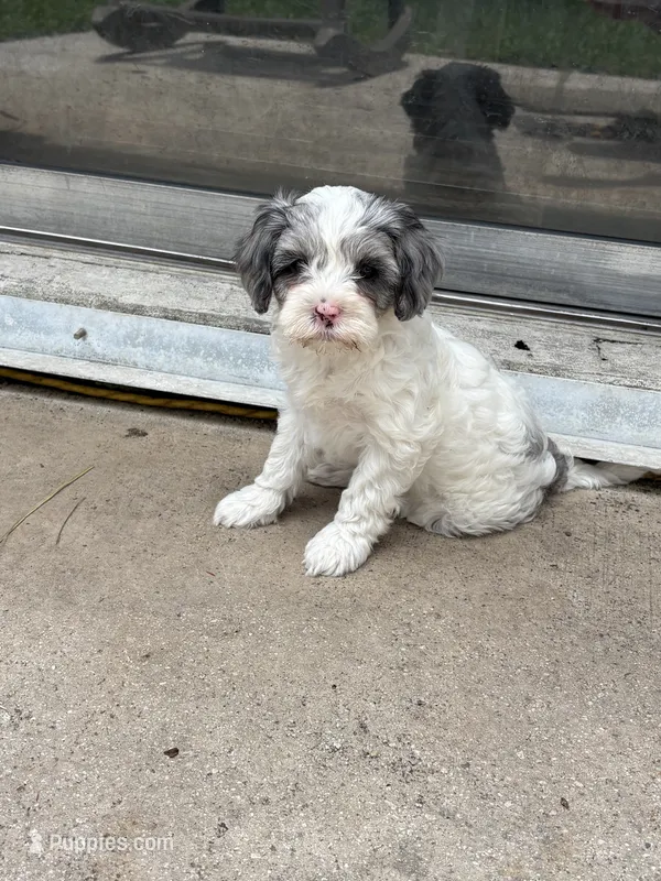 Velvie - Parti Merle  – Cavapoo, Poodle - Miniature  puppy for sale in Boynton Beach, FL