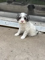 Velvie - Parti Merle , a female Cavapoo for sale in Boynton Beach, FL – 1 of 7