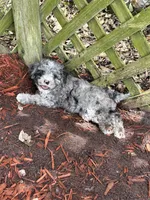 Petite Merle - Cavapoo, a male Cavapoo for sale in Boynton Beach, FL – 4 of 10