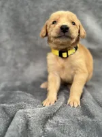 Yellow, a male Goldendoodle and Labrador Retriever for sale in Arlington, WA – 1 of 7