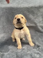 Black, a male Goldendoodle and Labrador Retriever for sale in Arlington, WA – 2 of 8
