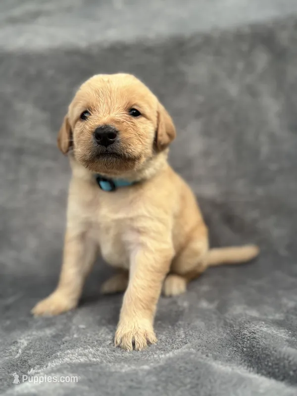 Light Blue, a male Goldendoodle and Labrador Retriever for sale in Arlington, WA – 1 of 7
