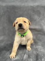 Light Green, a male Goldendoodle and Labrador Retriever for sale in Arlington, WA – 2 of 7