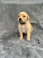 Black, a male Goldendoodle and Labrador Retriever for sale in Arlington, WA – 1 of 8