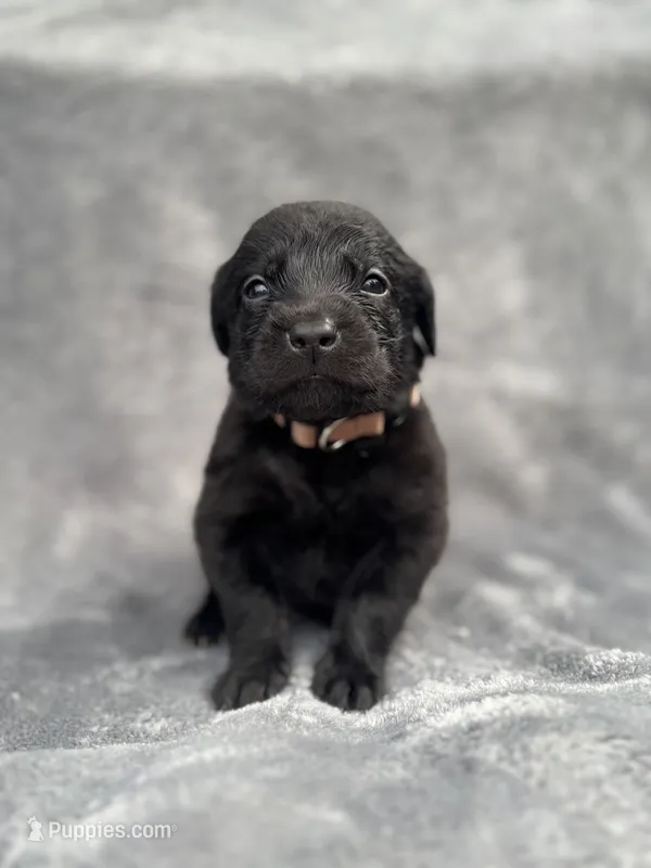 Brown, a male Goldendoodle and Labrador Retriever for sale in Arlington, WA – 1 of 6