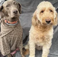 Brown, a male Goldendoodle and Labrador Retriever for sale in Arlington, WA – 6 of 6