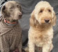 Light Green, a male Goldendoodle and Labrador Retriever for sale in Arlington, WA – 3 of 7