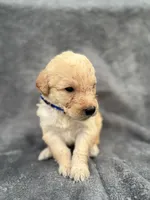 Dark Blue, a male Goldendoodle and Labrador Retriever for sale in Arlington, WA – 2 of 7