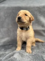 Silver, a male Goldendoodle and Labrador Retriever for sale in Arlington, WA – 1 of 6