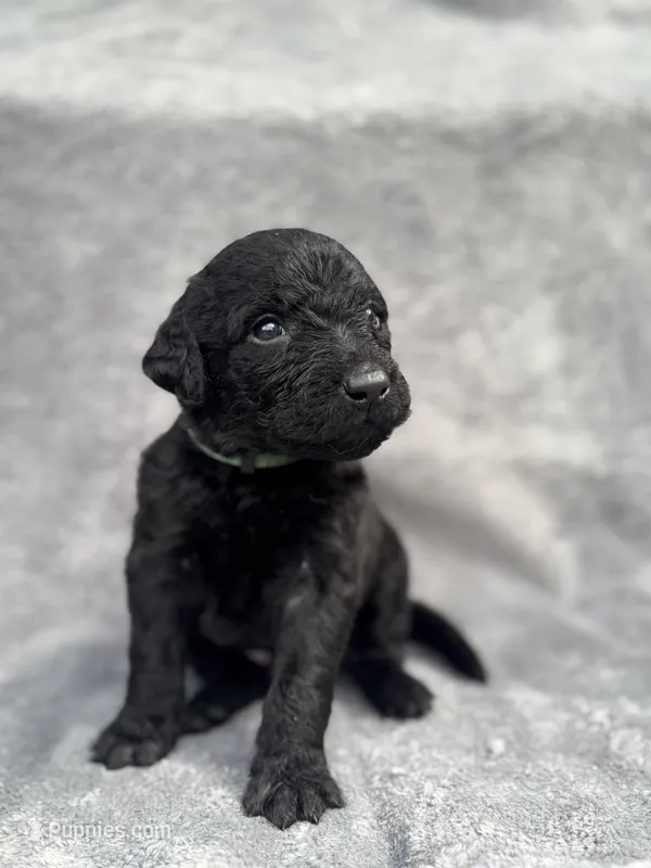 Dark Green, a male Goldendoodle and Labrador Retriever for sale in Arlington, WA – 1 of 6