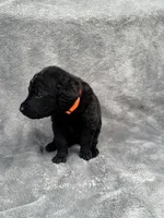 Orange, a male Goldendoodle and Labrador Retriever for sale in Arlington, WA – 2 of 7