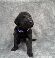 Dark Purple, a male Goldendoodle and Labrador Retriever for sale in Arlington, WA – 2 of 7